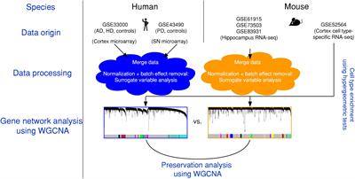 A Microglial Signature Directing Human Aging and Neurodegeneration-Related Gene Networks